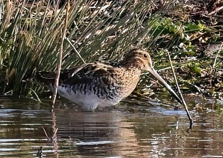 1 Snipe 2023 03 27 Langford Lakes