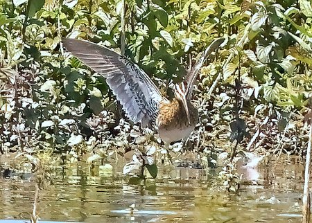 1 Snipe 2023 07 07 Langford Lakes