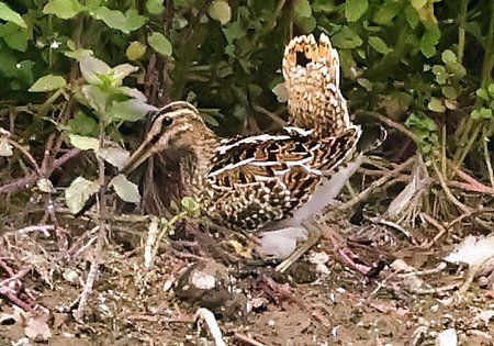 1 Snipe 2023 08 25 Langford Lakes0