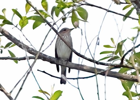 1 Spotted Flycatcher 2023 05 25 Langford Lakes1