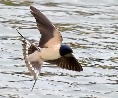 1 Swallow 2023 04 14 Langford Lakes