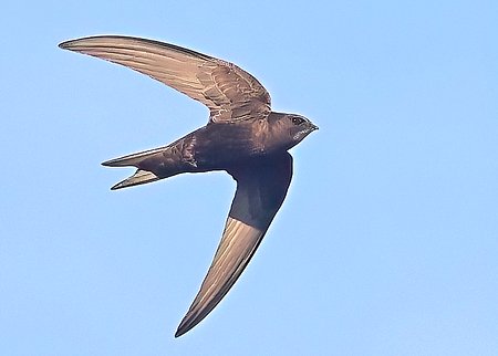 1 Swift 2023 06 25 Bradford on Avon13