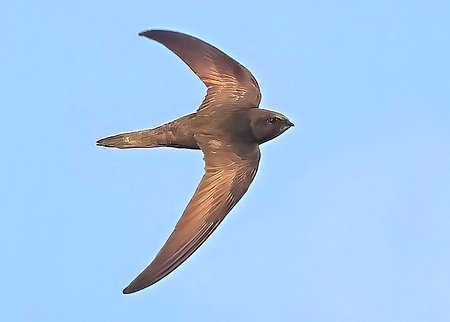 1 Swift 2023 06 25 Bradford on Avon16a