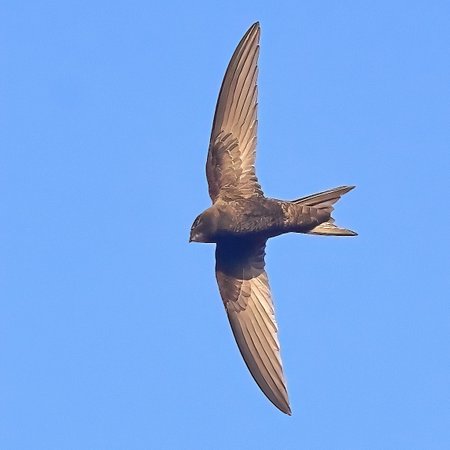 1 Swift 2023 07 02 Bradford on Avon2