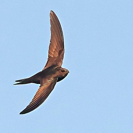 1 Swift 2023 07 20 Bradford on Avon7