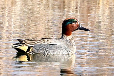 1 Teal 2023 02 13 Langford Lakes