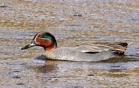 1 Teal 2023 03 18 Langford Lakes