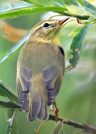 1 Willow Warbler 2023 08 09 Langford Lakes