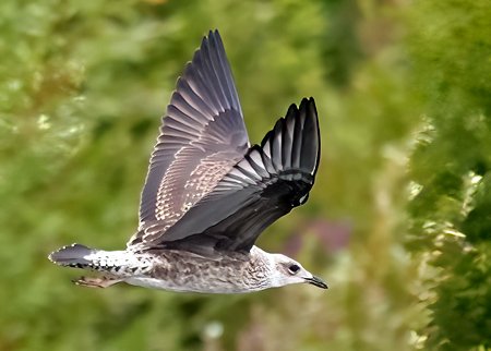 1 Yellow legged Gull 2023 08 06 Langford Lakes1