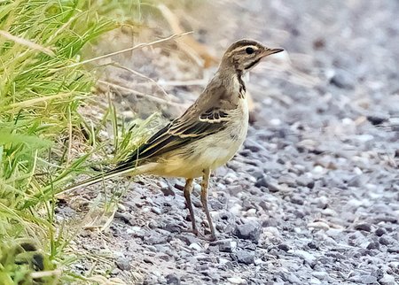 1 Yellow Wagtail 2023 08 21 Lydeway1