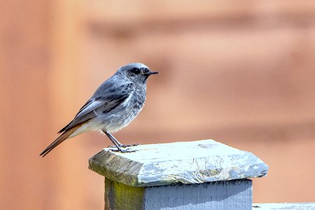 1 black redstart