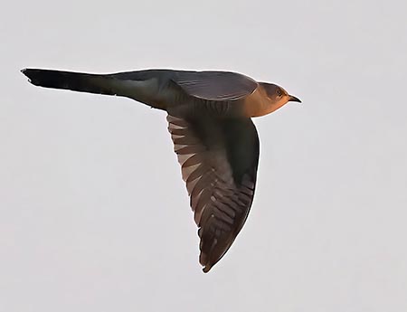 Cuckoo 2023 05 23 Langford Lakes1a1111