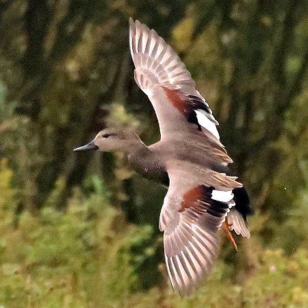 Gadwall 2023 10 11 Langford Lakes1