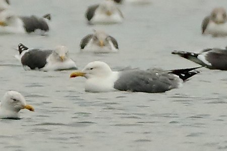 Caspian Gull 2019 01 25 Langford Lakes