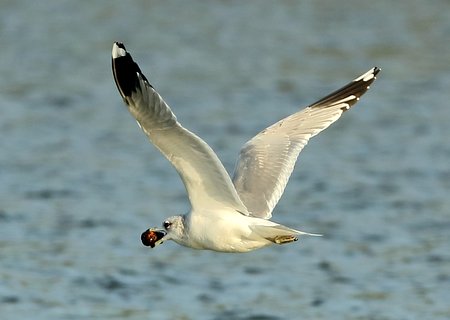 Common Gull 2019 01 09 Corsham Lake