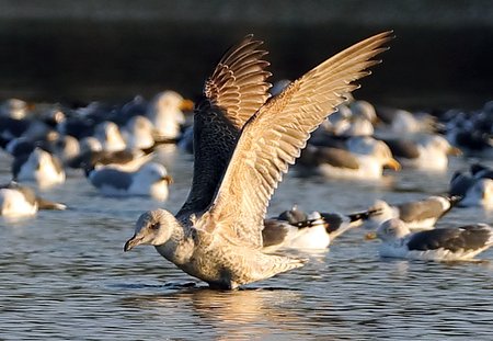 Great Black backed Gull 2019 01 04 Langford Lakes