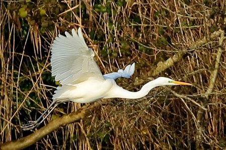 Great White Egret 2019 01 27 Langford Lakes6