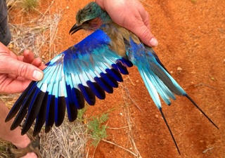 Lilac Breasted Roller 2