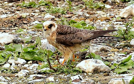 Red footed Falcon 2021 07 13 Langford Lakes18