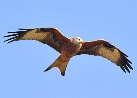Red Kite 2022 09 01 Badens Clump00