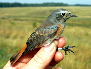 Redstart B