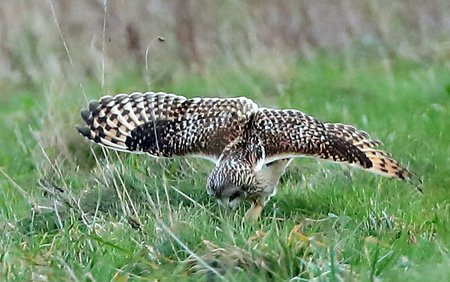 Short eared Owl 2022 03 04 SPTA West