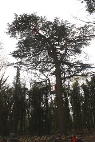 Tree nest