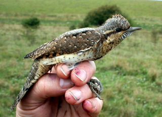 Wryneck best