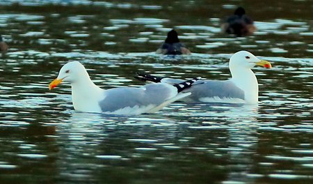 Yellow legged Gull 2017 12 28 Langford Lakes1