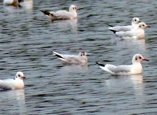 little gull 005