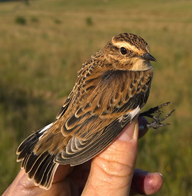 whinchat1